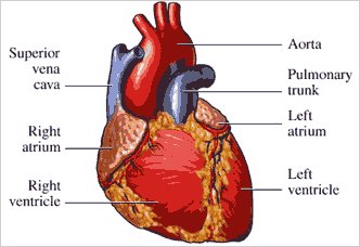 HealthNutritionOnline