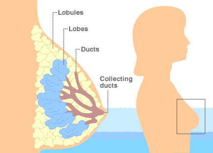 breast ducts breast ducts