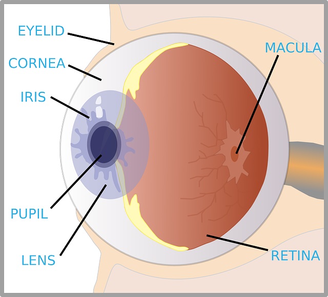 eyes eyes