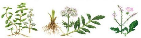 food-herbs-header-460.jpg