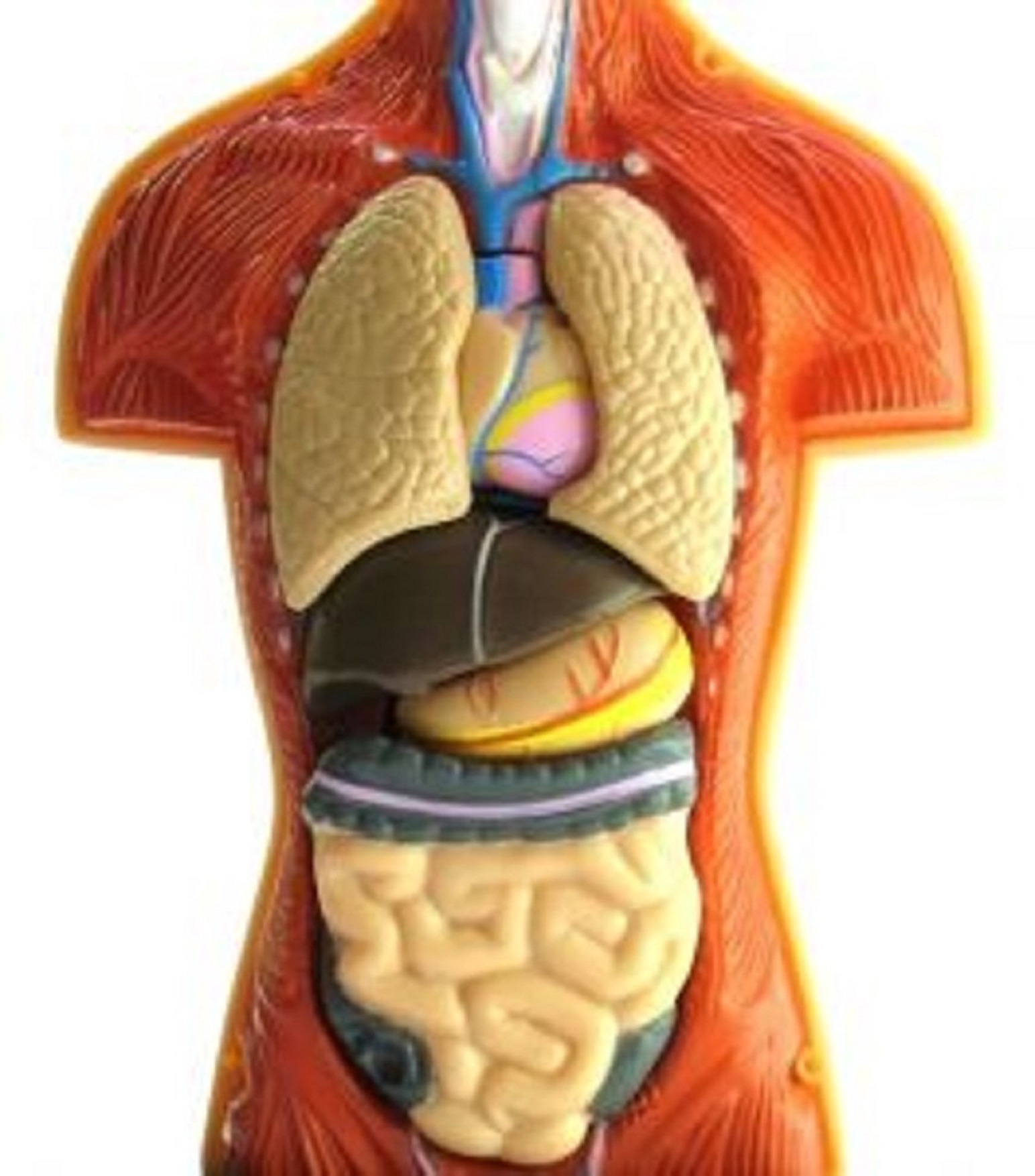 gut intestine anatomy