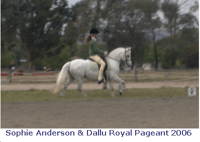 Animado-Andalusian-Stud