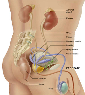 Prostate