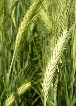 Wheat