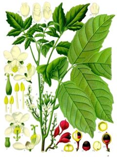 guarana herb