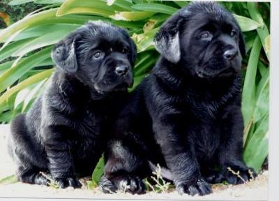 Sandy and Sasha's pups - the boys at 5 1/2 weeks